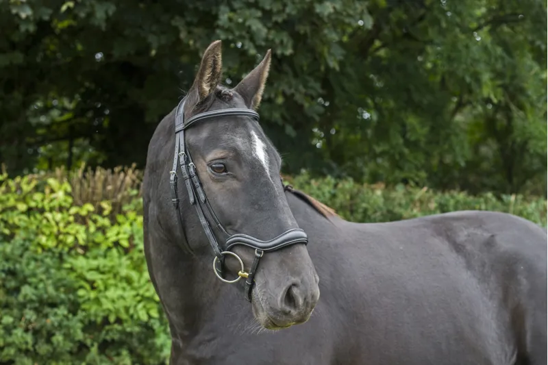 EcoRider EcoSoft Finesse Bridle Brown-5